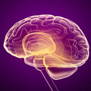 The popularity of nootropics(Nootropic Pouches) is on the rise.插图 The popularity of nootropics(Nootropic Pouches) is on the rise.插图